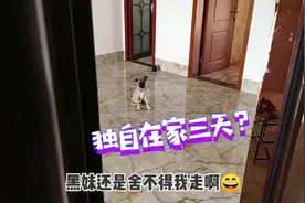 留小狗独自在家三天，不知道能不能照顾好自己！主人，速回啊！