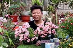 开花重瓣的复色长寿花，养得越久开花越多，肥料跟上，一次几百朵视频封面