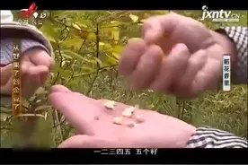全是籽的山橘子有何价值，能够清热化痰，一般只有老一辈人知道视频封面
