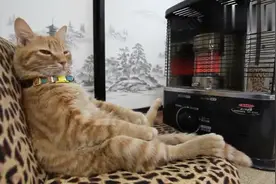 主人亲了小奶猫一下，小家伙立马就亲回去，这互动太可爱了视频封面