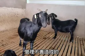 产期的大龄、幼龄羔羊混群，会出现的不良现象，阿猛：分圈饲养视频封面