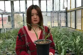 兰花的叶子为什么会卷曲，什么原因引起的视频封面