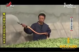 甜瓜4：定植后要做好水肥管理，并瓜藤上方进行吊蔓绑蔓视频封面