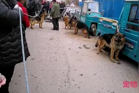 男士养的狼青、德牧、马犬可厉害了，德牧服从主人口令咬合力很强