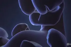 【3D动画演示】牙齿是怎么形成的，带你看看过程