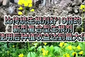 比传统生根剂好10倍的新型复合型生根剂，使用后种植收益最大化视频封面