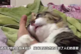 去修剪毛发后的猫咪，突然发现蛋蛋不见了，一脸的生无可恋！视频封面