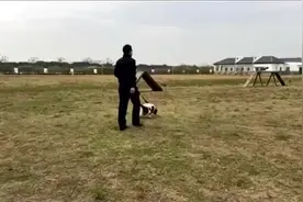 警犬“兵兵”退役 面向社会寻找领养家庭视频封面