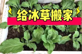 冰草，第一年种植很成功，但是却要在生长期折腾它一下视频封面