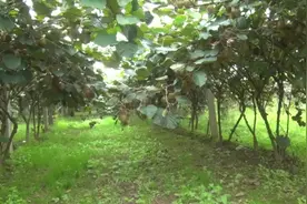 猕猴桃溃疡病防治的好方法：划道涂抹药剂防治！果农再也不愁了！视频封面