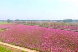 河南夏邑：芍药花开迎客来视频封面