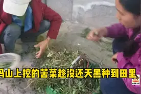 #春耕进行时#大嘴的妈妈白天在山上挖的的苦菜根，连夜种植到田里视频封面