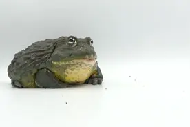 巨型非洲牛蛙吞食大蜘蛛，看看牛蛙多能吃视频封面