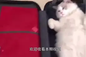 猫咪见主人收拾行李箱，粘人的它直接躺了进去：要走带我一起走！视频封面