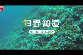 潜水虽好，但是要牢记这些安全提示，才能够有保障的潜水哦视频封面