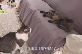 主人收拾行李箱，猫咪以为主人要出去，立马往行李箱里一趟视频封面
