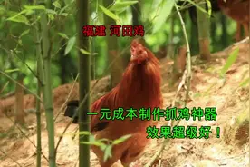 网购28元一个的抓鸡神器，小伙用铁线就能制作，只花1元成本！视频封面