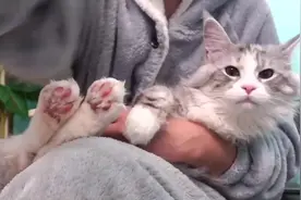 给乖巧的缅因猫剪指甲剃脚毛，这么无聊的视频我可以看一百遍！