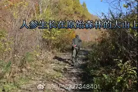 探索人参生长的奥秘