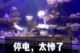 奶爸下海日记，辛苦养好几年出差俩月，珊瑚鱼都死了，太惨了视频封面