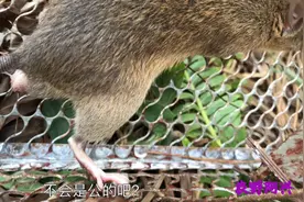 你们说这老鼠是公的还是母的？老鼠尾部这里还有一个疙瘩