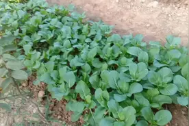 花心菜的季节，宝妈也种上一点，够吃一个月了。视频封面