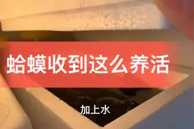 100多一斤的哈什蚂收到以后不吃的可以尝试这样保存，能活很久哦视频封面