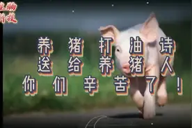 养猪打油诗 送给养猪人 你们辛苦了！视频封面