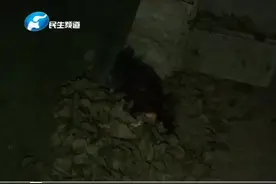 大半夜草丛惊现“人头”？巡防人员：吓出事来可有严重后果视频封面