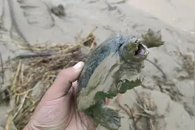 黄河滩发现一个黑盖子，走近一看是一只甲鱼藏在泥里，发财了。视频封面