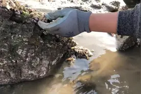 二哥来深海发现“海腚”又叫海葵海菊花，半透明形状，熬汤一级鲜视频封面