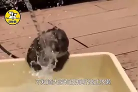 有一只可爱的小水獭，将妈妈的怀抱当成了床，还在上面睡着了视频封面