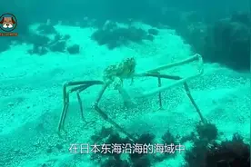 全球最大的螃蟹：长4米可以活100年，这可真是够长寿的视频封面