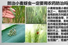 有蚜虫不打农药？防治小麦蚜虫，不一定见虫就治！[农艺师讲农业]视频封面