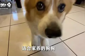 生活大百科之盘点12种适合家养宠物视频封面