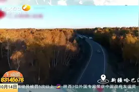 新疆金秋的白桦林披上一层金黄，层林浸染的美景宛若童话世界视频封面