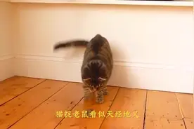 为什么猫抓老鼠，老鼠不咬猫，看完涨知识了视频封面