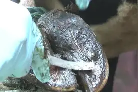 农场一头牛脚掌，不慎扎进一根生锈的铁钉，看农场主如何帮它取出视频封面