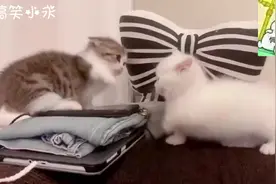 两只短脚小矮猫之间的争吵，谁也奈何不了谁视频封面
