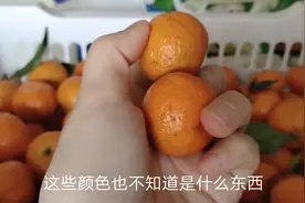 砂糖橘被染上红色，剥皮吃还会沾在手上，你们遇到过这样的情况吗视频封面