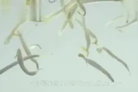 泰国妈妈的智慧：让梦想从一颗豆芽开始视频封面