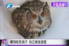 我是谁？我在哪儿？雕鸮咬死鸽子，自己难逃鸽笼视频封面