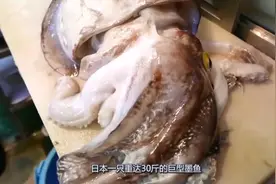 重达30斤的巨型墨鱼，大厨切开后直接生吃，看得我都有些垂涎欲滴视频封面