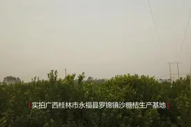 实拍广西桂林永福县沙糖桔基地，看了你还不相信这里沙糖桔最多？视频封面
