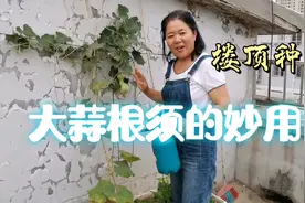 大蒜根须别扔了，不但能预防感冒咳嗽，还能预防菜园的蚜虫红蜘蛛视频封面