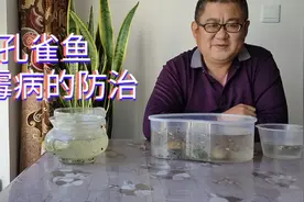 孔雀鱼披白衣长白毛，那是水霉菌引起的，余月教你简单预防和治疗视频封面