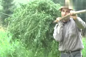 荷兰农村养奶牛，画面朴素真实，好喜欢这种感觉！视频封面