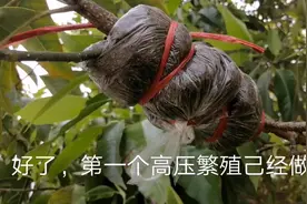 熟炼这种繁殖法，都不用买苗了，随便就繁殖了几棵白玉兰视频封面