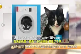 6个月大的小猫被洗衣机误洗半小时，奇迹幸存视频封面