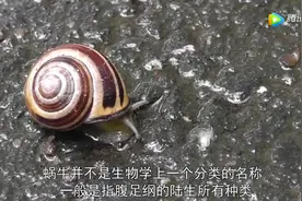 大姐无意间踩碎蜗牛，不惜买高价机票，连夜送它去高级医院视频封面